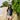Prince Kuhio Blouse in Navy White - Made in Hawaii by Hilo Hattie