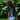 Prince Kuhio Blouse in Navy White, back view - Made in Hawaii by Hilo Hattie