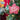 Hilo Hattie Ornament