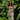 Plumeria Cluster Long Smock Dress