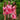 Coral Print Aloha Shirt