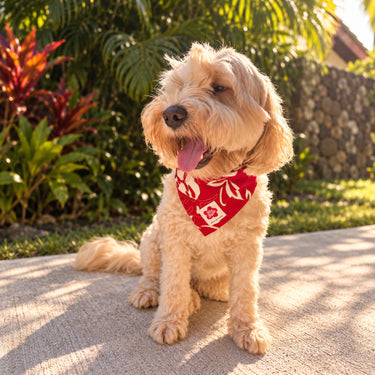 Hilo Hattie Dog Bandana
