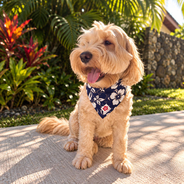 Small dog wearing a classic hibiscus navy pet bandana in Hawaii. 
