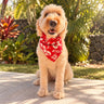 Large dog wearing a classic hibiscus red pet bandana in Hawaii. 