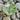 Monstera Seashell Dish
